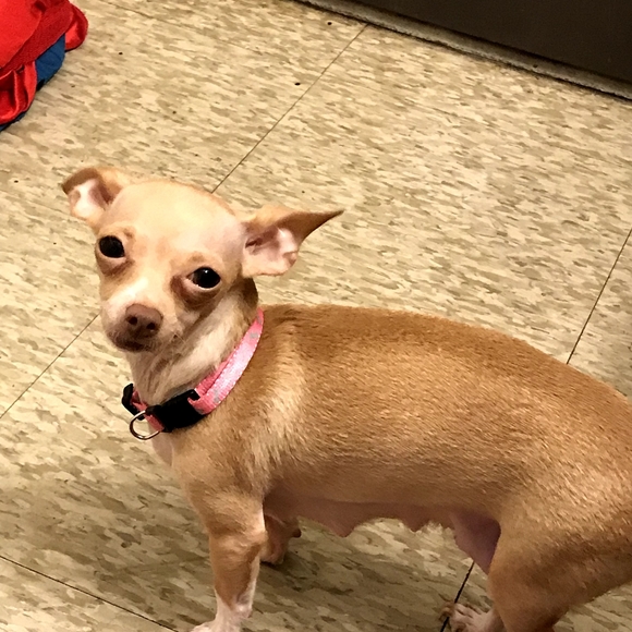 Meet your Posher, Ramona - Picture 7 of 8